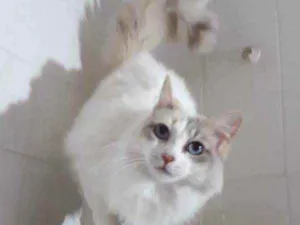 Gato raça Srd idade 7 a 11 meses nome Belinha 