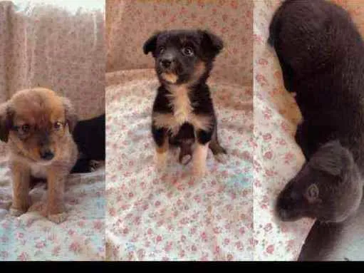 Cachorro ra a Vira-lata idade 2 a 6 meses nome Bolota, Pretinha e P