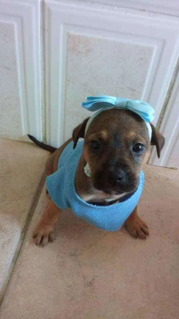 Cachorro raça VIRA LATA idade 2 a 6 meses nome AMY