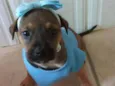 AMY