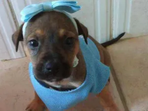 Cachorro raça VIRA LATA idade 2 a 6 meses nome AMY