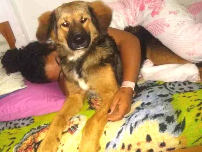 Cachorro ra a Mistura com pastor alemão  idade 7 a 11 meses nome Não sei 