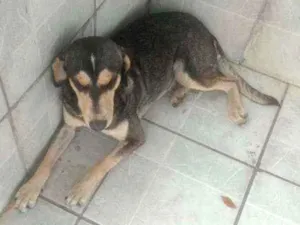 Cachorro raça Vira kata idade 4 anos nome Xerife