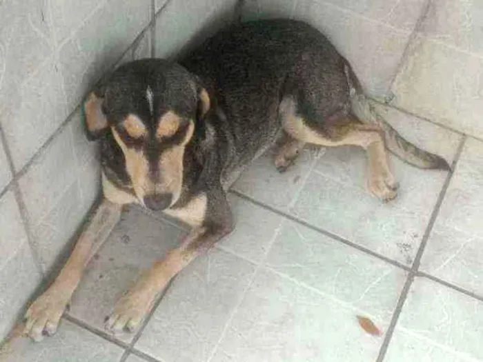 Cachorro ra a Vira kata idade 4 anos nome Xerife