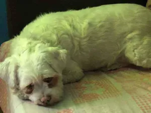 Cachorro raça Ilhasa apso idade 2 anos nome Max