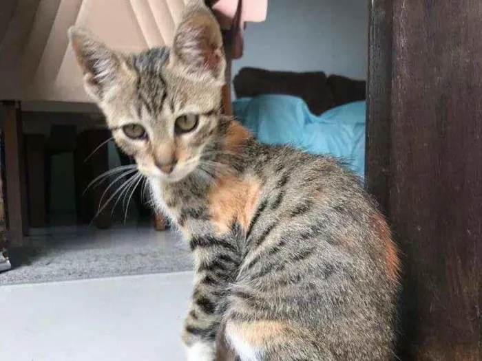 Gato ra a SRD-ViraLata idade 2 a 6 meses nome Selena