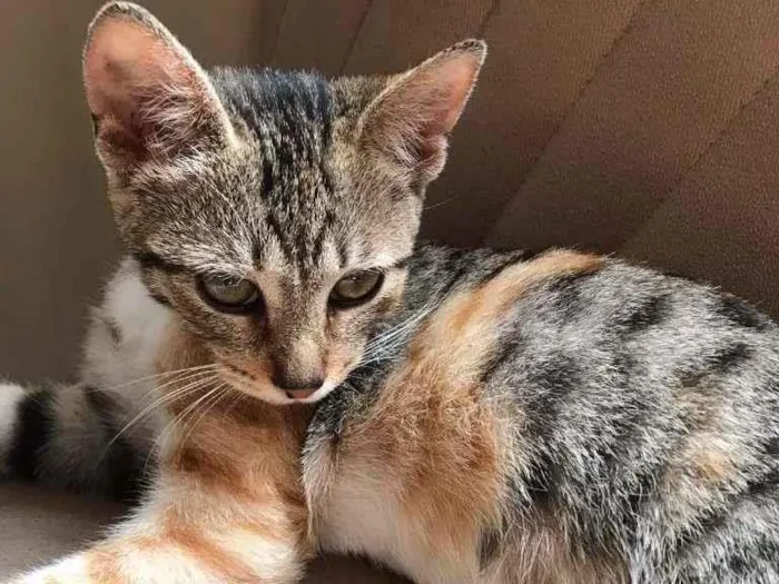Gato ra a SRD-ViraLata idade 2 a 6 meses nome Selena