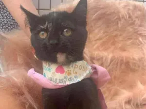 Gato raça SRD-ViraLata idade 2 a 6 meses nome June