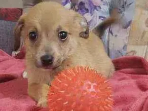 Cachorro raça Srd idade Abaixo de 2 meses nome Tarê 