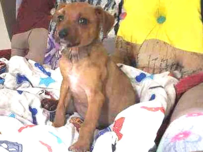 Cachorro raça Srd idade Abaixo de 2 meses nome Hashi