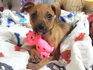 Cachorro raça Srd idade Abaixo de 2 meses nome Hashi