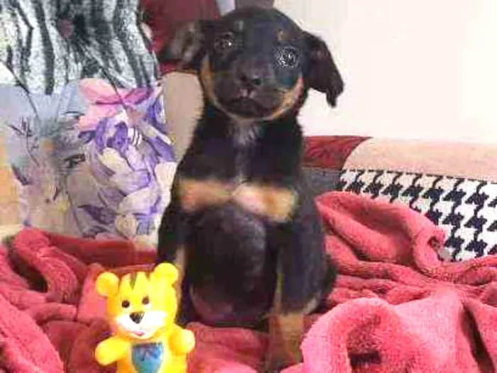 Cachorro raça Srd idade Abaixo de 2 meses nome Shimeji