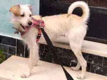 Cachorro ra a SRD idade 2 anos nome Vick