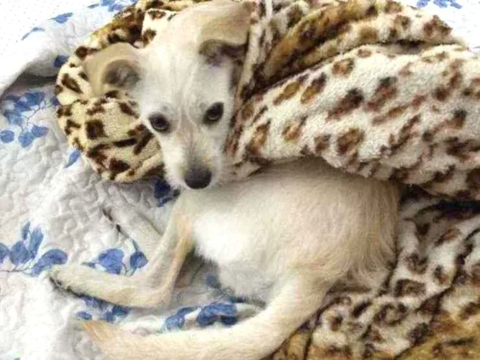 Cachorro ra a SRD idade 2 anos nome Vick