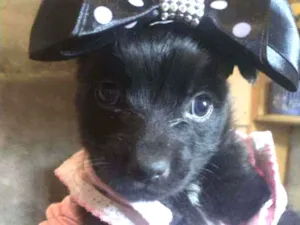 Cachorro raça Poodle idade Abaixo de 2 meses nome Nanah