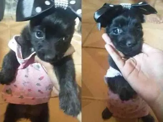 Cachorro ra a Poodle idade Abaixo de 2 meses nome Nanah