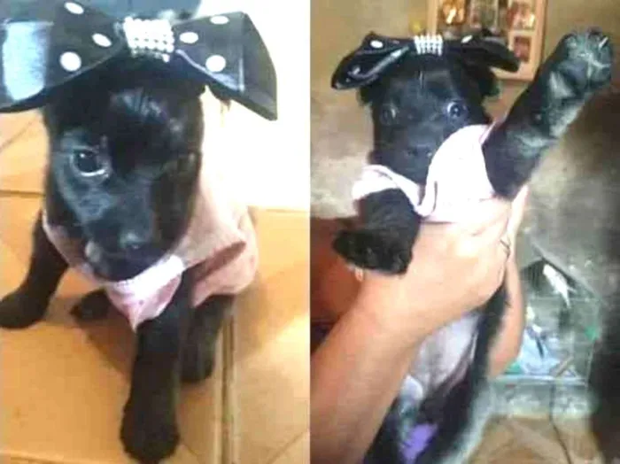 Cachorro ra a Poodle idade Abaixo de 2 meses nome Nanah