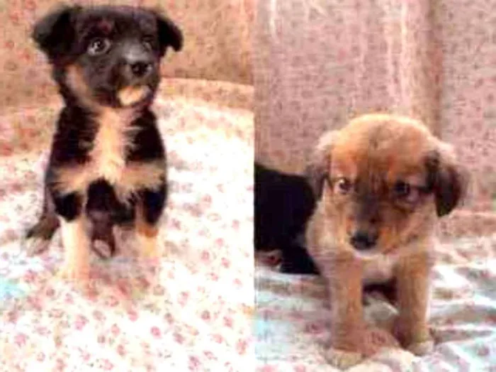 Cachorro ra a Vira-lata idade 2 a 6 meses nome Bolota, Pretinha e P