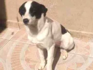 Cachorro raça SRD idade 7 a 11 meses nome Pipoca 