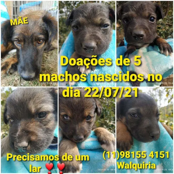 Cachorro ra a Srd idade Abaixo de 2 meses nome Filhotes