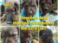 Filhotes