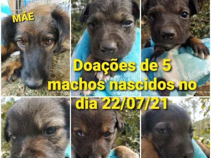 Cachorro ra a Srd idade Abaixo de 2 meses nome Filhotes