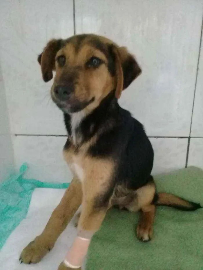 Cachorro ra a indefinida idade 2 a 6 meses nome Sem nome