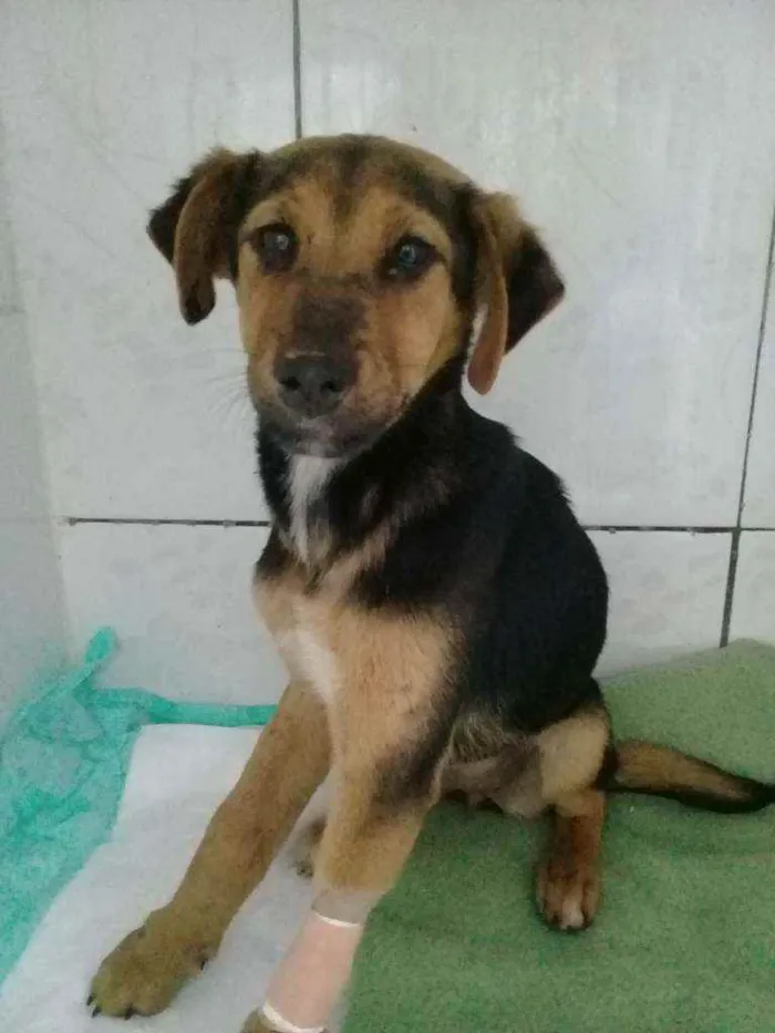 Cachorro ra a indefinida idade 2 a 6 meses nome Sem nome