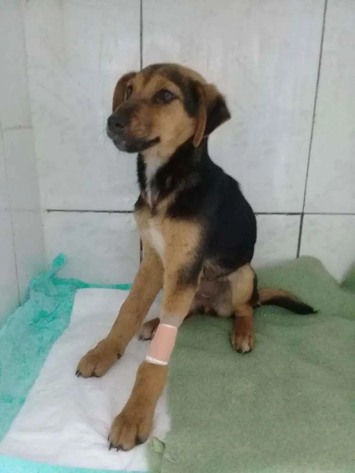 Cachorro ra a indefinida idade 2 a 6 meses nome Sem nome