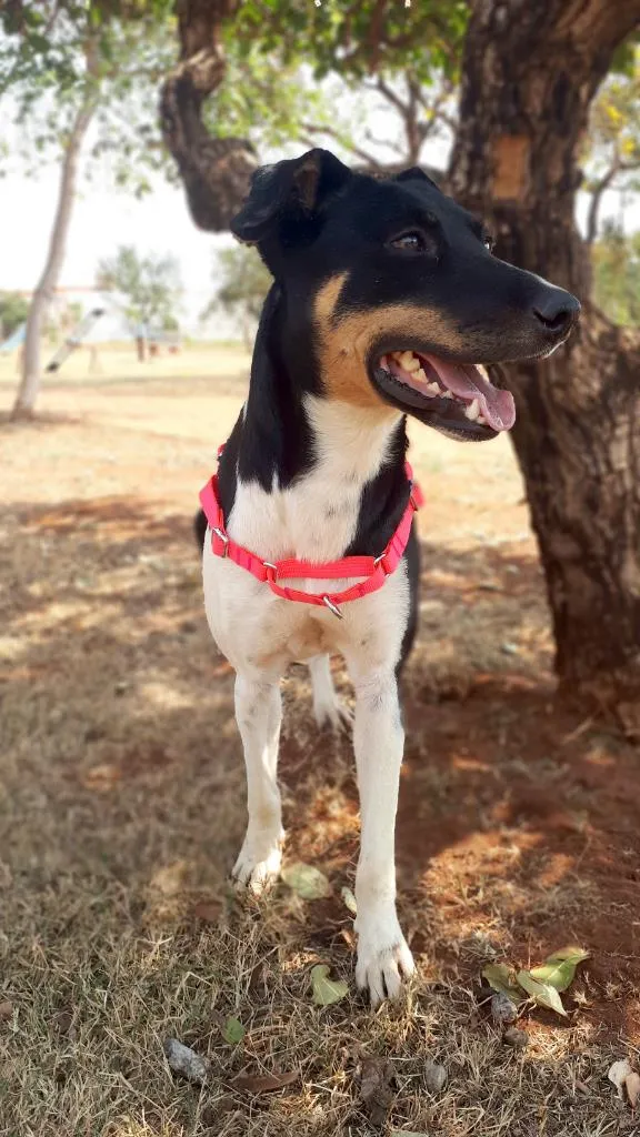 Cachorro ra a SRD-ViraLata idade 2 anos nome Cacau
