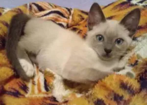 Gato raça Não sei idade 7 a 11 meses nome Susie