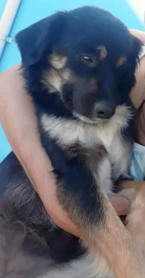 Cachorro raça Vira lata idade  nome Chiclete