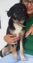 Cachorro raça Vira lata idade  nome Chiclete