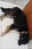 Cachorro raça Vira lata idade  nome Chiclete
