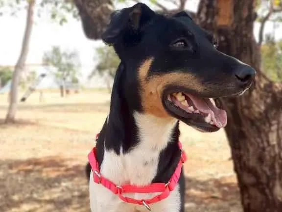 Cachorro ra a SRD-ViraLata idade 2 anos nome Cacau