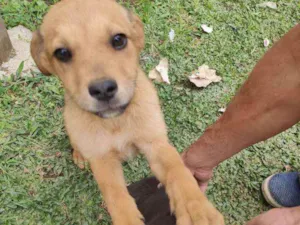 Cachorro raça Vira lata idade 2 a 6 meses nome Sophie e charlote