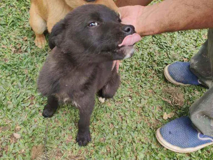 Cachorro ra a Vira lata idade 2 a 6 meses nome Sophie e charlote