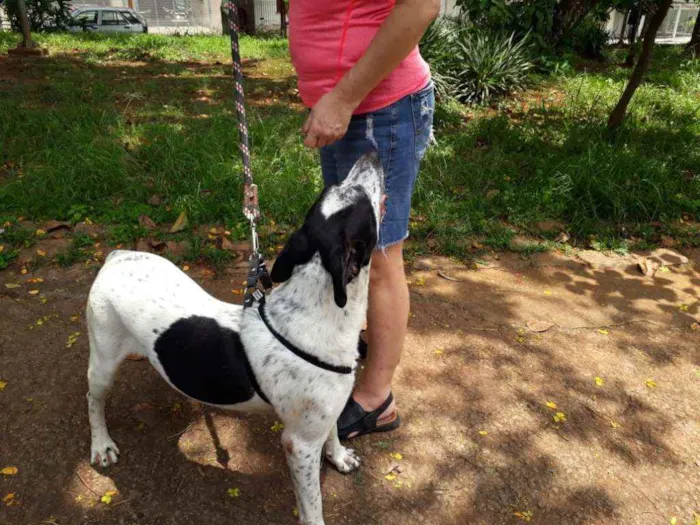 Cachorro raça Srd idade 1 ano nome Benjamim 