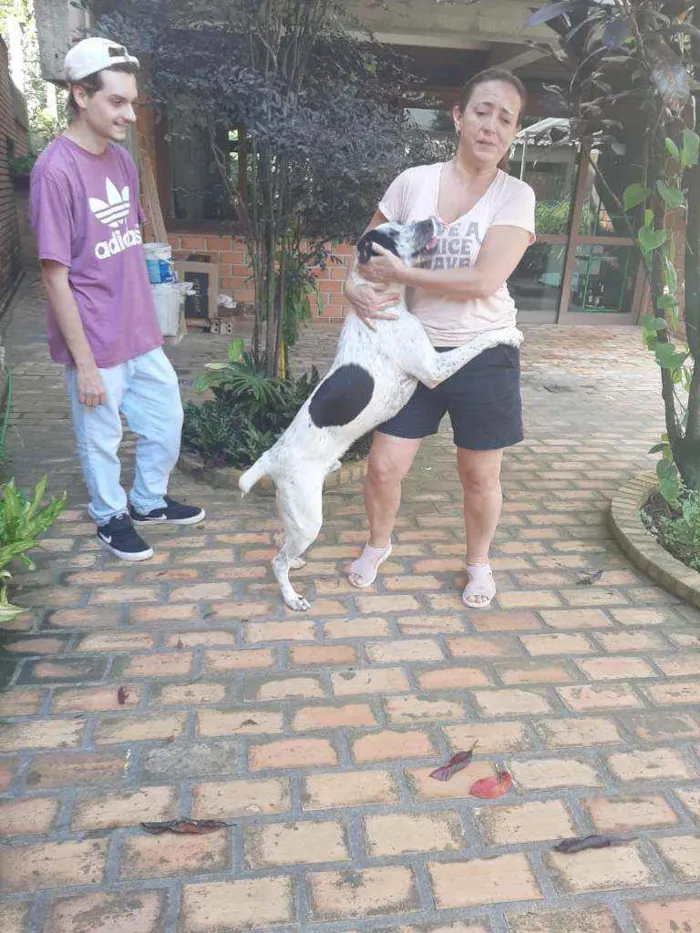 Cachorro raça Srd idade 1 ano nome Benjamim 