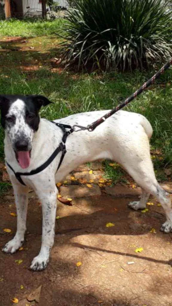 Cachorro raça Srd idade 1 ano nome Benjamim 