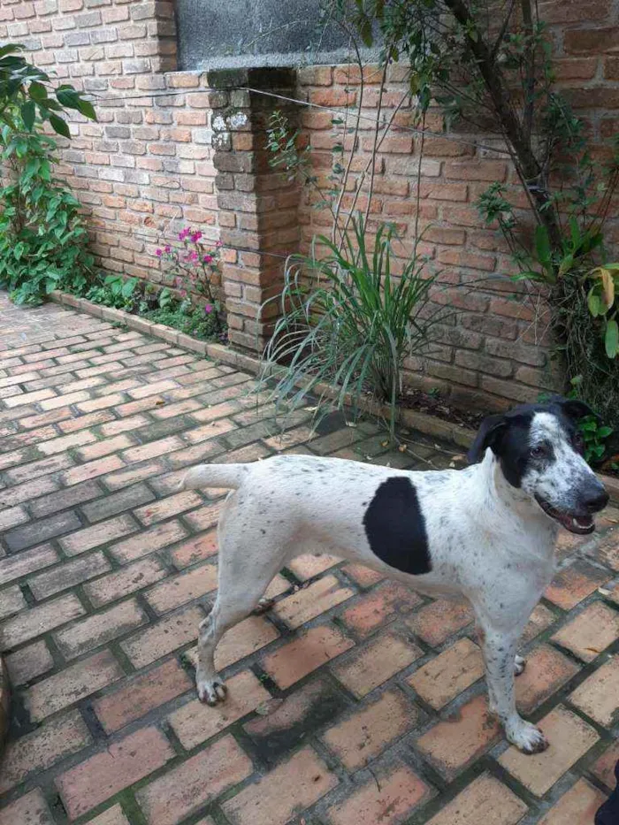 Cachorro raça Srd idade 1 ano nome Benjamim 