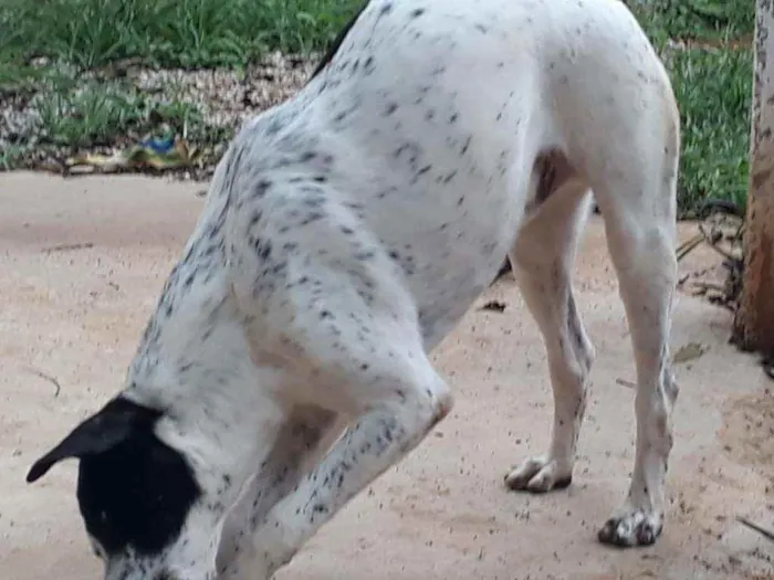 Cachorro raça Srd idade 1 ano nome Benjamim 