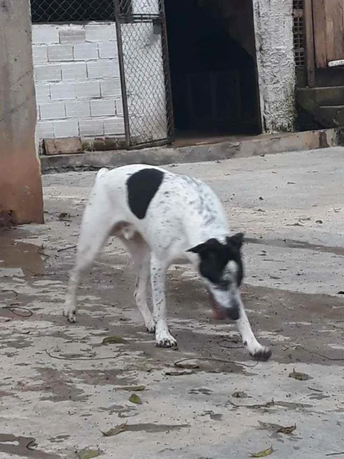 Cachorro raça Srd idade 1 ano nome Benjamim 