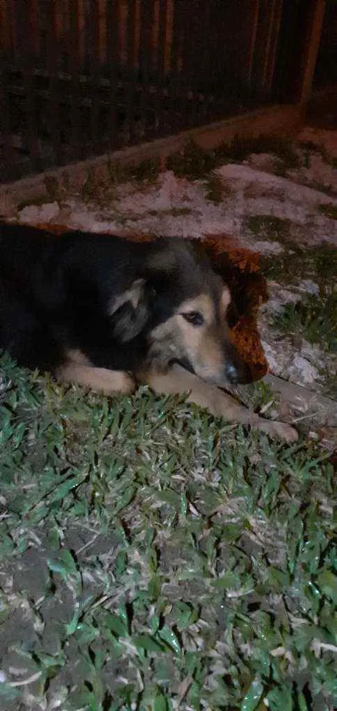 Cachorro ra a Indefinido  idade  nome Sem nome