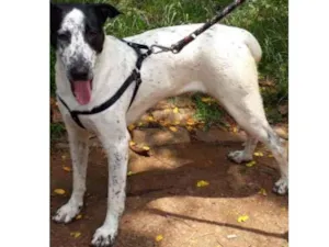 Cachorro raça Srd idade 1 ano nome Benjamim 