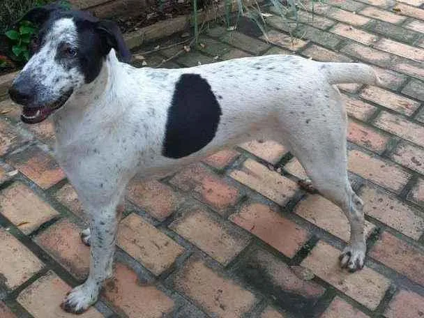 Cachorro raça Srd idade 1 ano nome Benjamim 