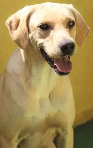 Cachorro raça  idade 5 anos nome LYON E OZZY