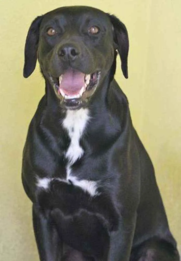 Cachorro raça  idade 5 anos nome LYON E OZZY