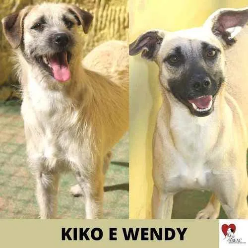 Cachorro ra a  idade 3 anos nome KIKO E WENDY