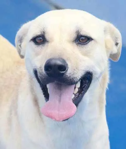 Cachorro raça  idade 4 anos nome EVA E HELENA